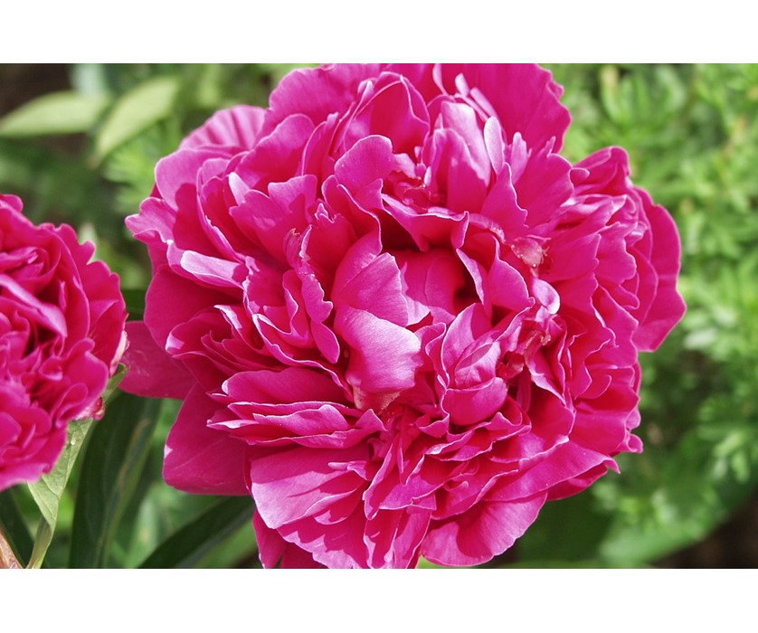 Peony